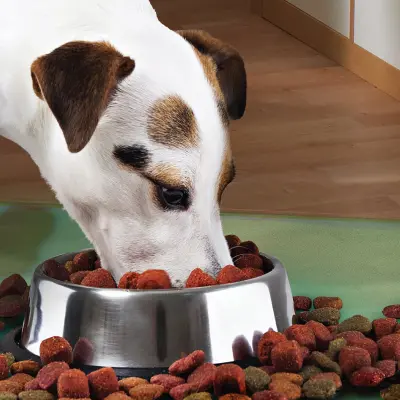Castron metalic pentru hranire animale de companie - 29cm